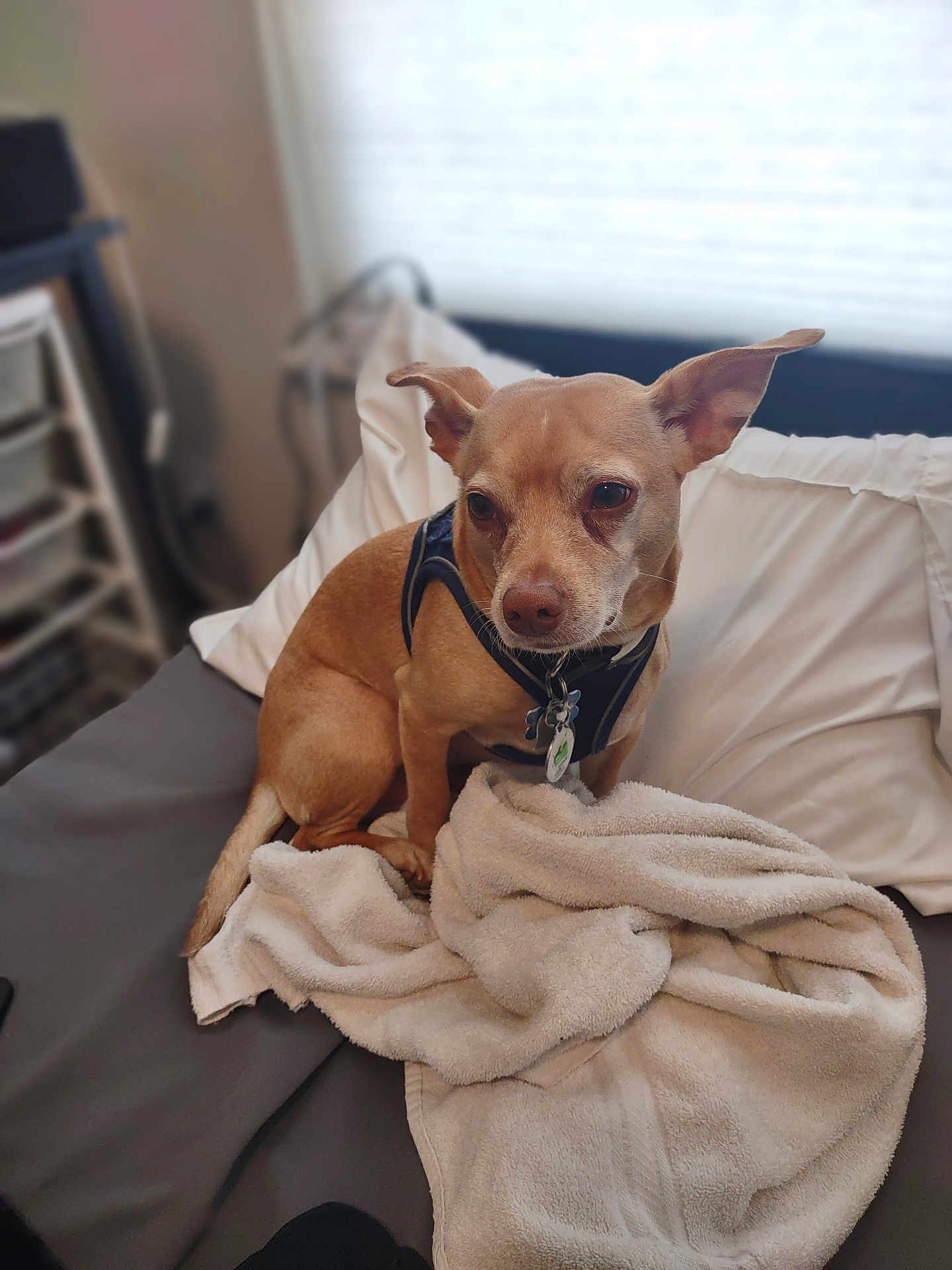 Schatzie joined the competition — help win amazing prizes! dog, pet, bed, blanket, indoor, small_dog, tan_dog, soft_light, cozy, furniture, pillow, resting, ears, collar, tag, looking, fur, domestic_animal, animal, cute