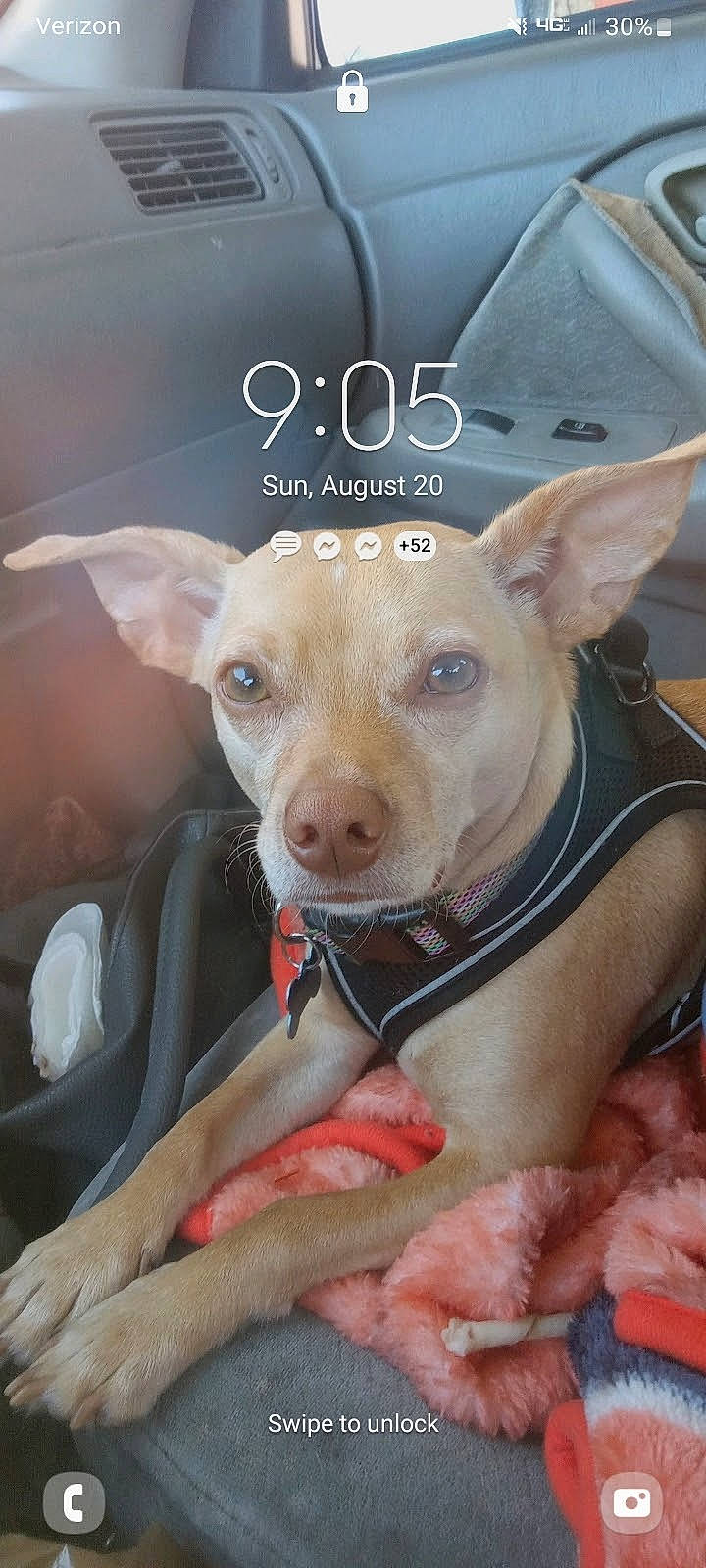 Schatzie joined the competition — help win amazing prizes! canidae, carnivore, collar, companion_dog, dog, dog_breed, dog_supply, eyelash, fawn, font, logo, non_sporting_group, paw, pet_supply, photo_caption, snout, sporting_group, terrestrial_animal, whiskers, working_animal