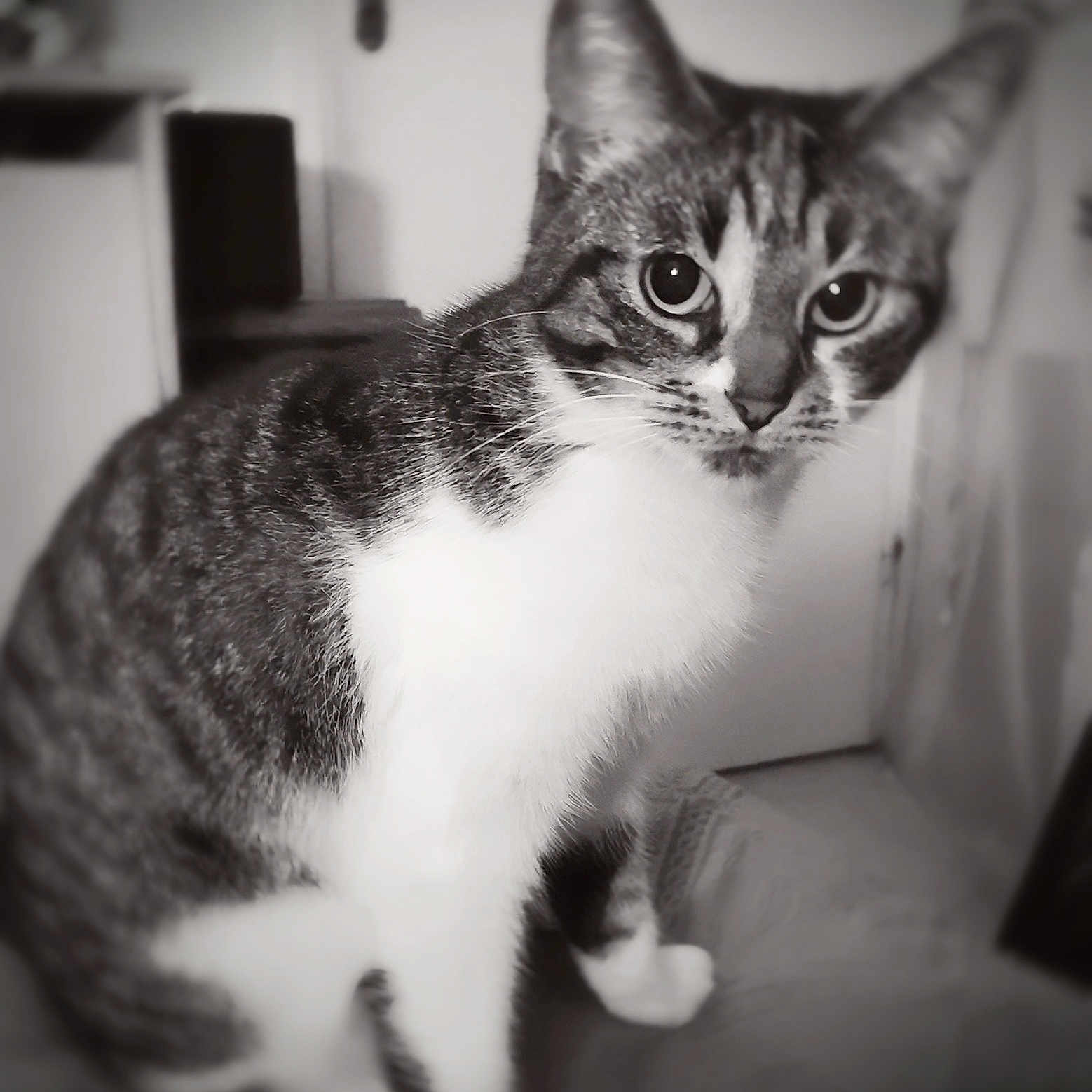 Xena