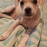 Baïla a rejoint le concours — aidez-le/la à gagner de superbes lots ! puppy, dog, canine, pet, animal, portrait, lying_down, bed, bedroom, indoors, short_hair, floppy_ears, dark_eyes, black_nose, front_legs, white_coat, brown_patches, cute, adorable, photograph