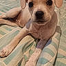 puppy, dog, canine, pet, animal, portrait, lying_down, bed, bedroom, indoors, short_hair, floppy_ears, dark_eyes, black_nose, front_legs, white_coat, brown_patches, cute, adorable, photograph