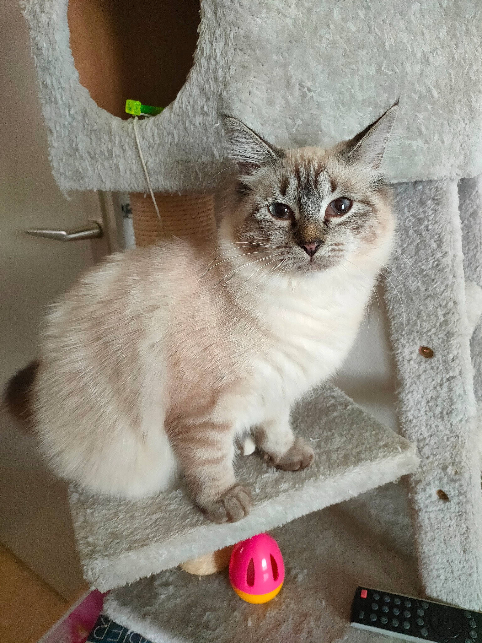 Quartz a rejoint le concours — aidez-le/la à gagner de superbes lots ! box, carnivore, cat, cat_toy, claw, domestic_short_haired_cat, door, fawn, felidae, fur, paw, pet_supply, photo_caption, rectangle, small_to_medium_sized_cats, snout, tail, terrestrial_animal, whiskers, window