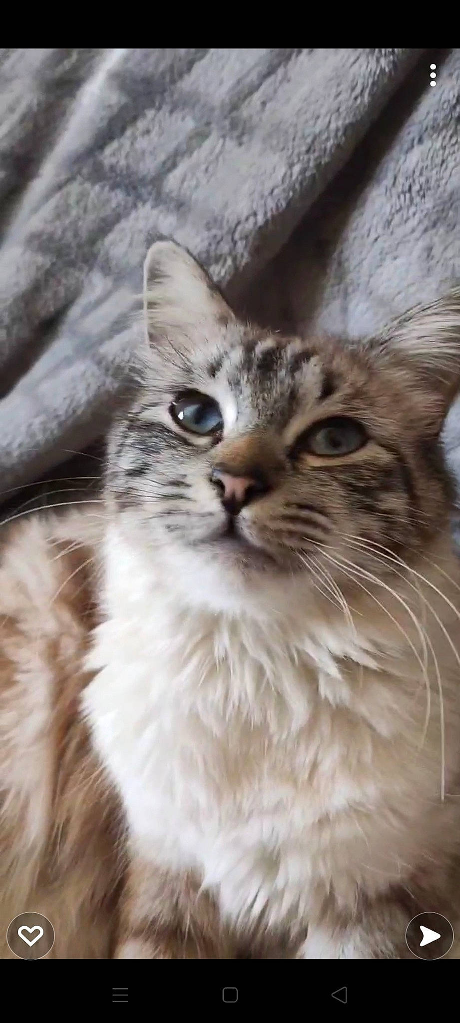 Quartz participe au concours pour gagner de l'argent avec cette photo : carnivore, cat, claw, close_up, domestic_short_haired_cat, eye, fang, felidae, fur, maine_coon, paw, small_to_medium_sized_cats, snout, terrestrial_animal, tree, whiskers, wildlife, window