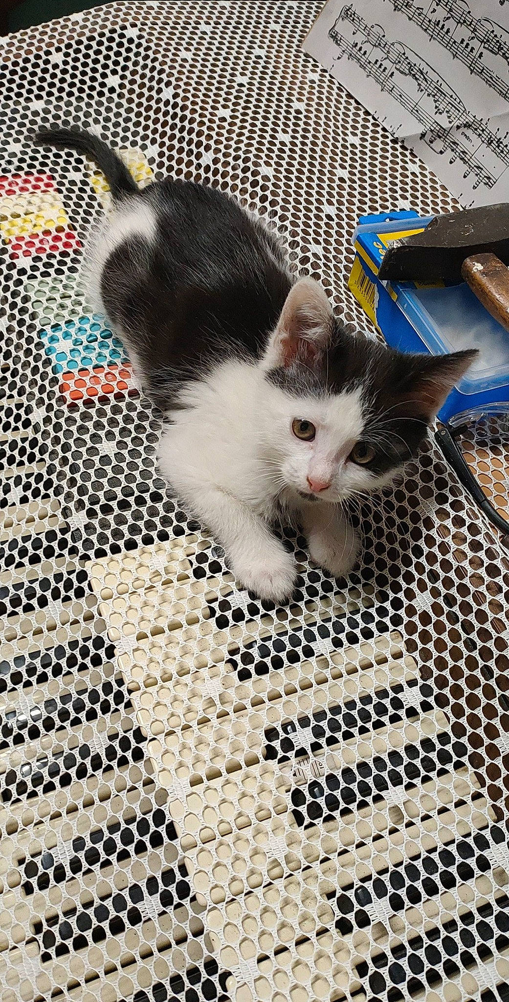 Yin Yang a rejoint le concours — aidez-le/la à gagner de superbes lots ! art, carnivore, cat, claw, domestic_short_haired_cat, felidae, floor, flooring, foot, fur, line, linens, mesh, pattern, paw, small_to_medium_sized_cats, snout, tail, whiskers, woven_fabric