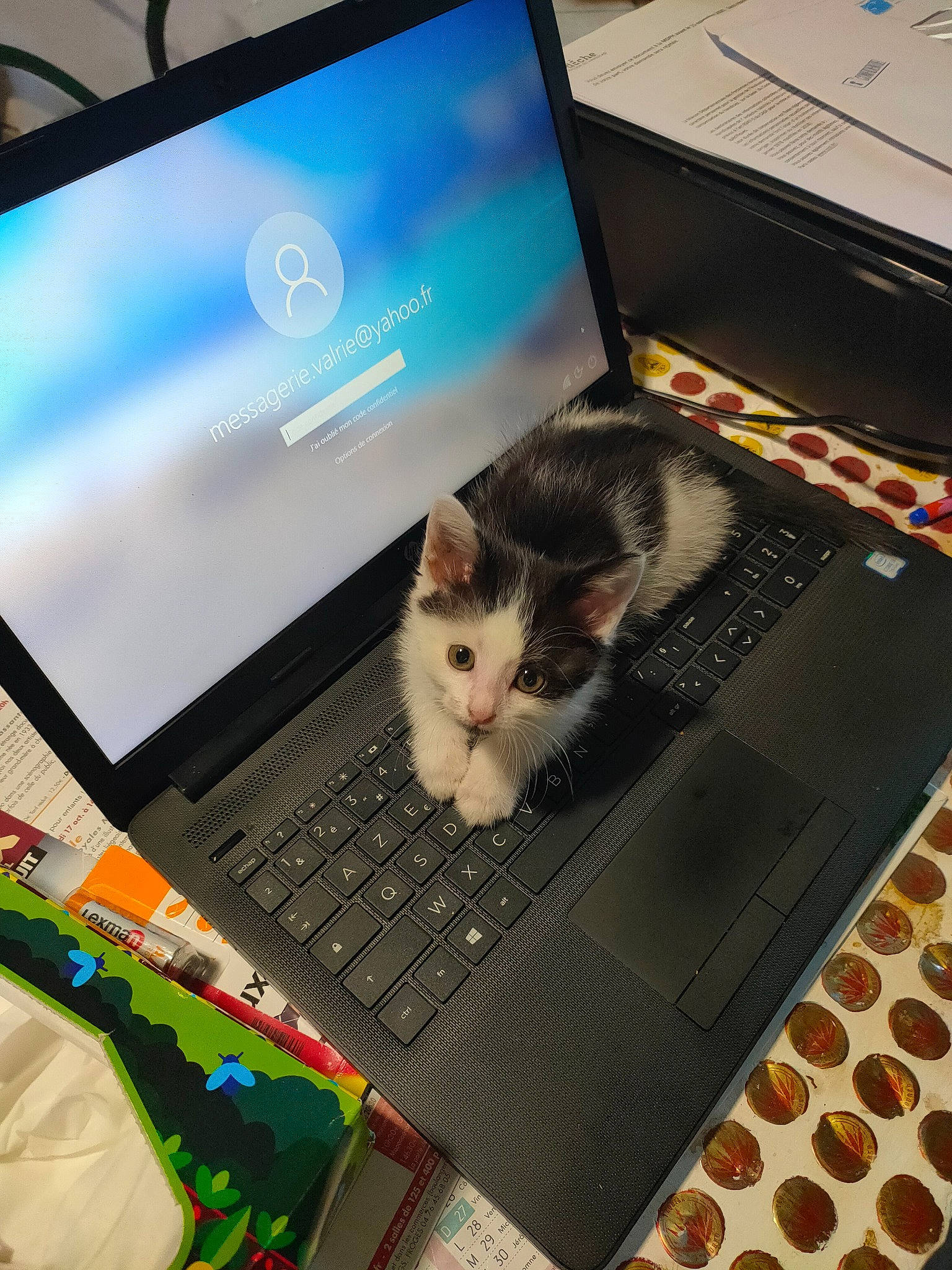 Yin Yang participe au concours pour gagner de l'argent avec cette photo : box, carnivore, cat, communication_device, computer, computer_keyboard, desktop_computer, electronic_device, felidae, flat_panel_display, gadget, laptop, netbook, output_device, personal_computer, rectangle, small_to_medium_sized_cats, technology, touchpad, whiskers