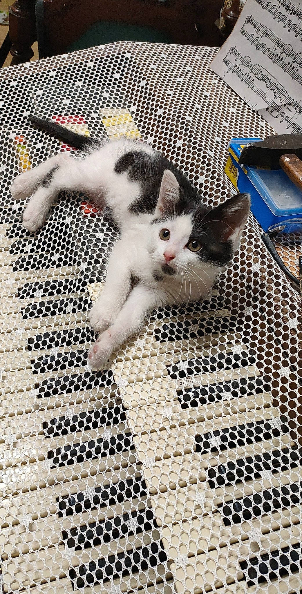 Yin Yang a rejoint le concours — aidez-le/la à gagner de superbes lots ! carnivore, carpet, cat, claw, domestic_short_haired_cat, felidae, flooring, fur, line, linens, mesh, metal, pattern, paw, small_to_medium_sized_cats, snout, tail, whiskers, wood, woven_fabric