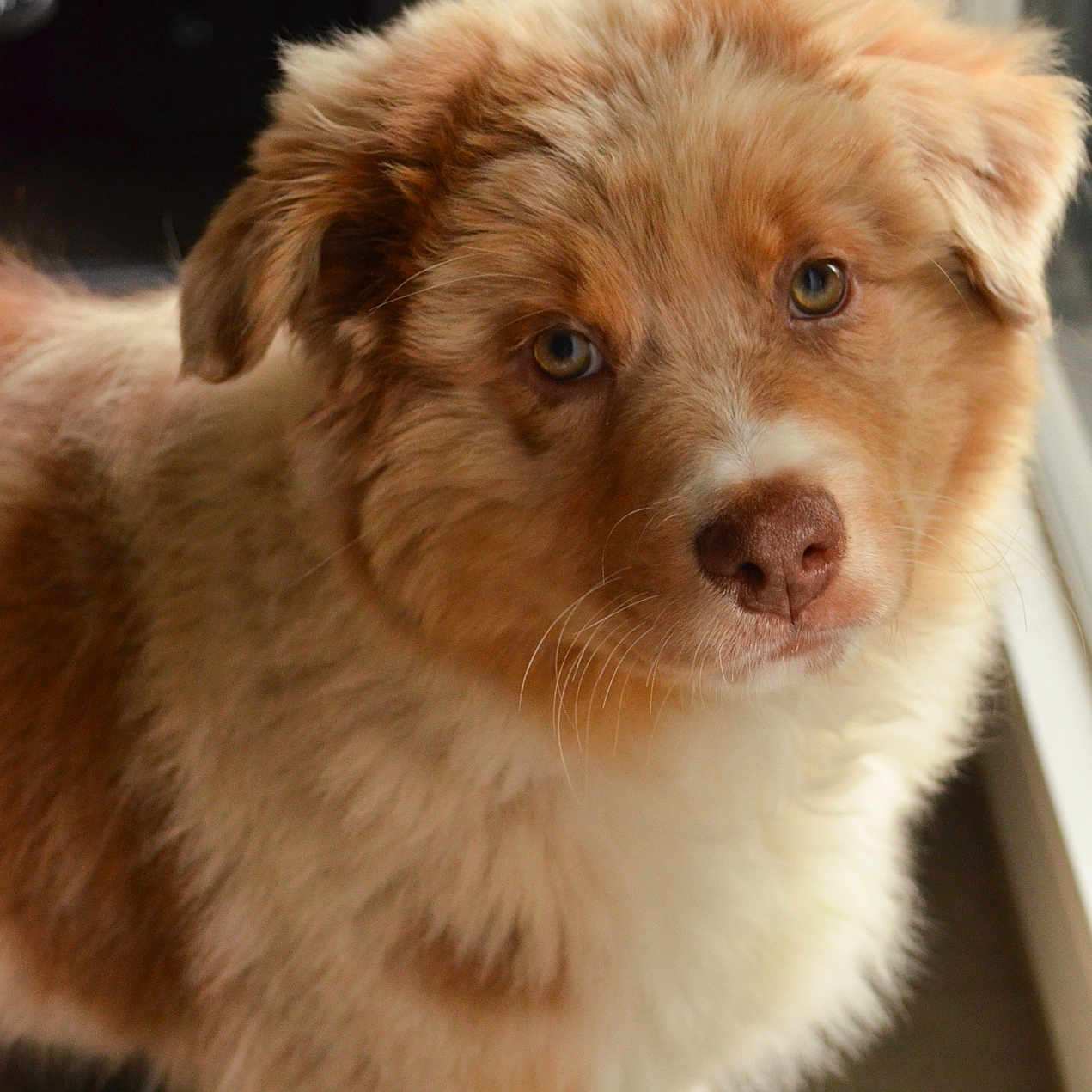 Vesta a rejoint le concours — aidez-le/la à gagner de superbes lots ! animal, bodypart, canine, chow, cockerspaniel, collie, dog, eskimodog, goldenretriever, hardwood, husky, labradorretriever, mouth, person, pet, poodle, puppy, snout, terrier, wood
