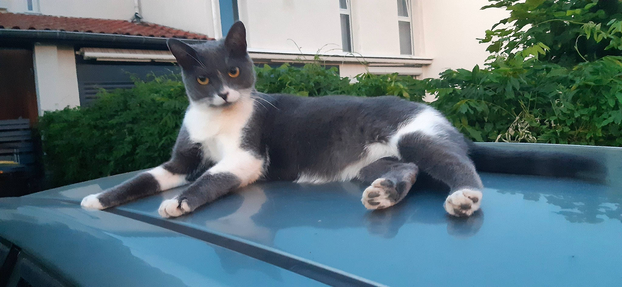 Mistinguett participe au concours pour gagner de l'argent avec cette photo : automotive_exterior, automotive_window_part, carnivore, cat, domestic_short_haired_cat, felidae, fixture, fur, glass, hood, motor_vehicle, plant, small_to_medium_sized_cats, snout, tail, vehicle_door, whiskers, window, windscreen_wiper, windshield