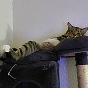 Princeton joined the competition — help win amazing prizes! cat, cat_tree, cozy, ears, feline, furniture, household, indoor, lounging, paw, perch, pet, portrait, relaxed, scratching_post, sleepy, tabby_cat, tail, wall, whiskers