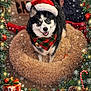 dog, santa_hat, plaid_scarf, fluffy_bed, christmas_decorations, pine_branches, ornaments, candy_cane, gift_box, snowfall, holiday_theme, festive, pet, black_and_white_dog, happy, indoor, seasonal, winter, celebration, smiling_dog