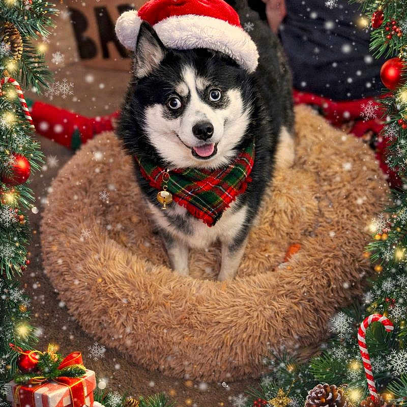 Skye joined the competition — help win amazing prizes! black_and_white_dog, candy_cane, celebration, christmas_decorations, dog, festive, fluffy_bed, gift_box, happy, holiday_theme, indoor, ornaments, pet, pine_branches, plaid_scarf, santa_hat, seasonal, smiling_dog, snowfall, winter