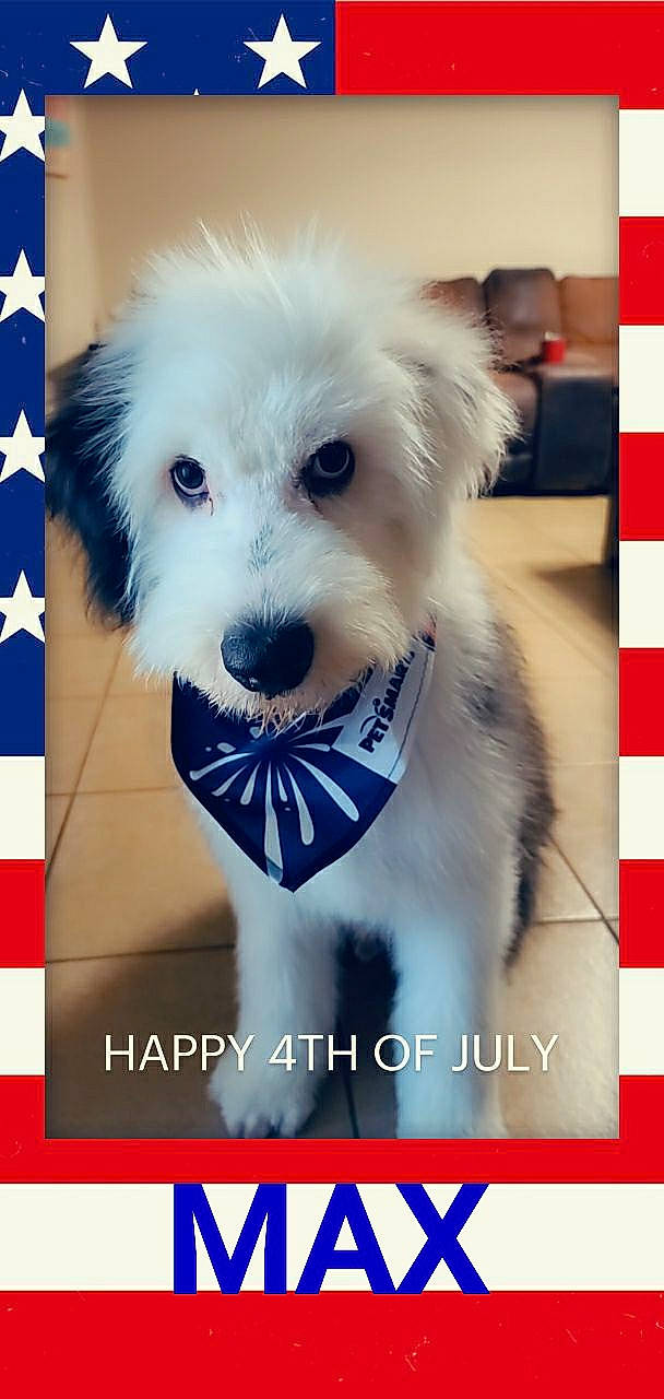 Max is registered to the contest to win money with this photo: bichon, canidae, carnivore, companion_dog, coton_de_tulear, dog, dog_breed, havanese, maltepoo, maltese, non_sporting_group, old_english_sheepdog, photo_caption, puppy, puppy_love, rare_breed_dog, schnoodle, terrier, toy_dog, west_highland_white_terrier