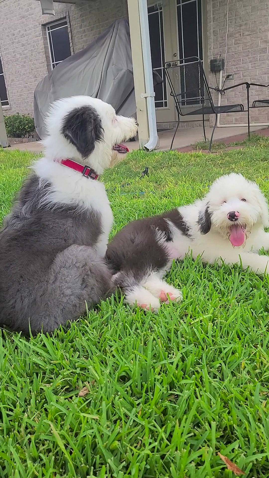 Max joined the competition — help win amazing prizes! australian_shepherd, border_collie, bucovina_shepherd_dog, canidae, carnivore, companion_dog, dog, dog_breed, herding_dog, mammal, miniature_australian_shepherd, old_english_sheepdog, polish_lowland_sheepdog, puppy, rare_breed_dog, romanian_mioritic_shepherd_dog, sporting_group, tibetan_terrier, vertebrate