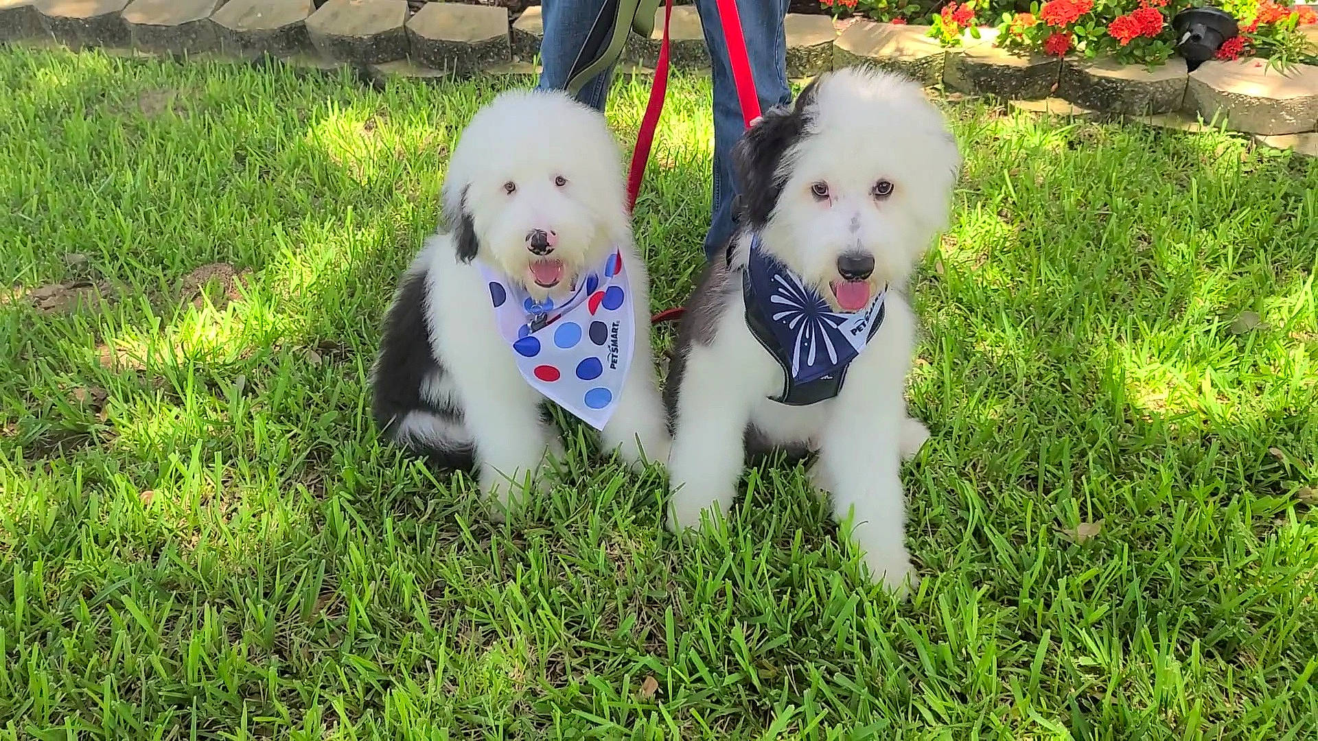 Max is registered to the contest to win money with this photo: berger_blanc_suisse, canidae, carnivore, companion_dog, dog, dog_breed, mammal, non_sporting_group, old_english_sheepdog, puppy, rare_breed_dog, sporting_group, vertebrate, white_shepherd, working_dog