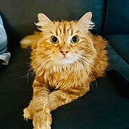 Seamus joined the competition — help win amazing prizes! animal, cat, closeup, couch, cute, domestic_animal, ears, feline, fluffy, fur, ginger_cat, indoor, mammal, paws, pet, portrait, relaxed, resting, sofa, whiskers