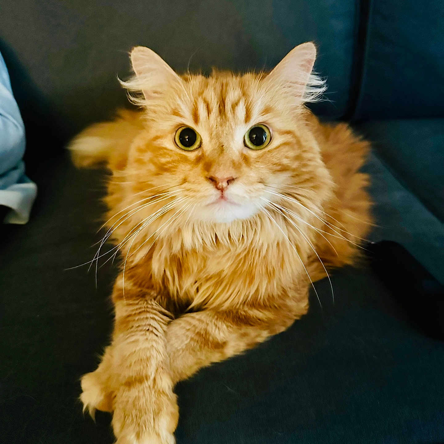 Seamus joined the competition — help win amazing prizes! animal, cat, closeup, couch, cute, domestic_animal, ears, feline, fluffy, fur, ginger_cat, indoor, mammal, paws, pet, portrait, relaxed, resting, sofa, whiskers