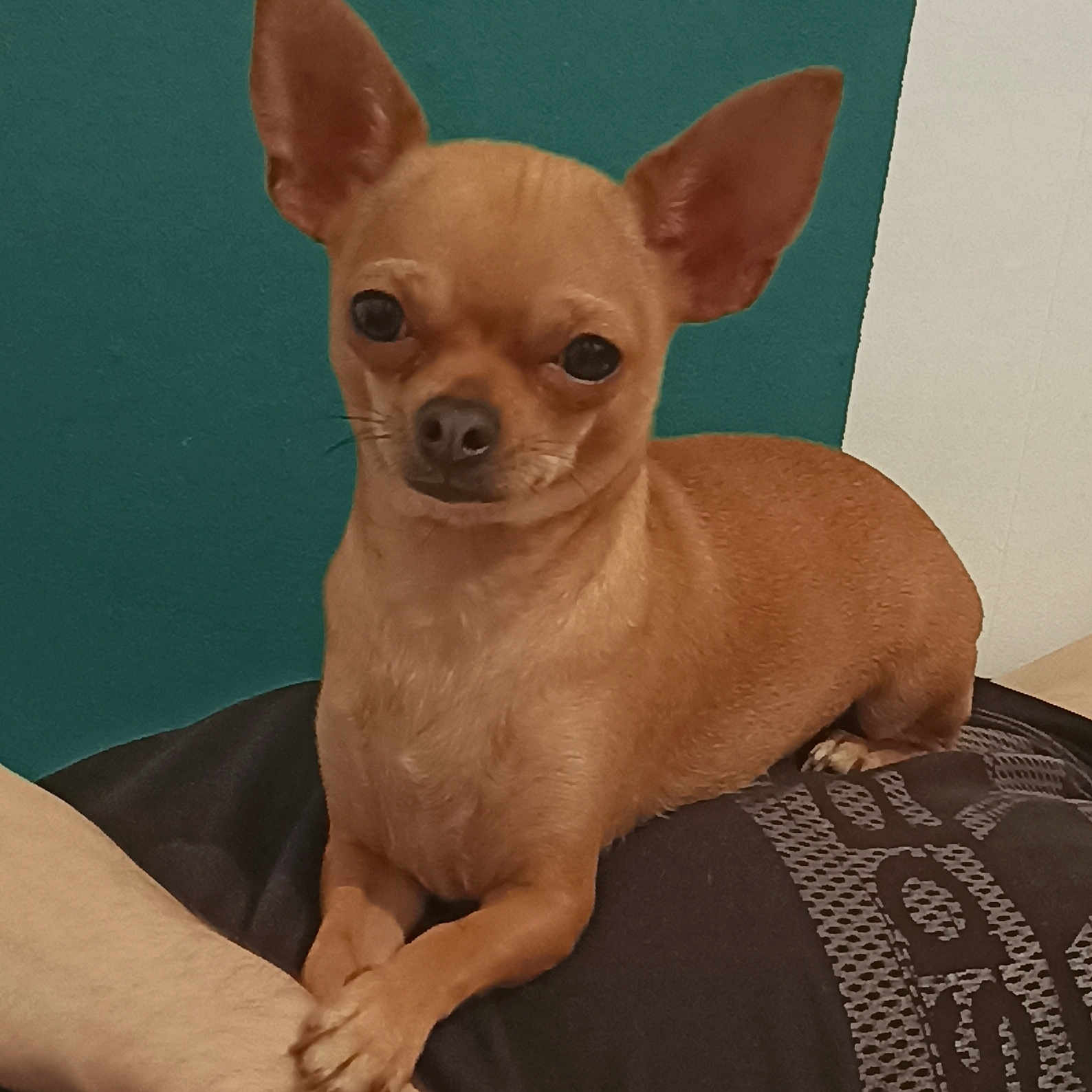 Rixy a rejoint le concours — aidez-le/la à gagner de superbes lots ! ancient_dog_breeds, canidae, carnivore, chihuahua, comfort, companion_dog, corgi_chihuahua, dog, dog_breed, ear, fawn, head, non_sporting_group, puppy, snout, sporting_group, terrestrial_animal, toy_dog, whiskers, working_animal