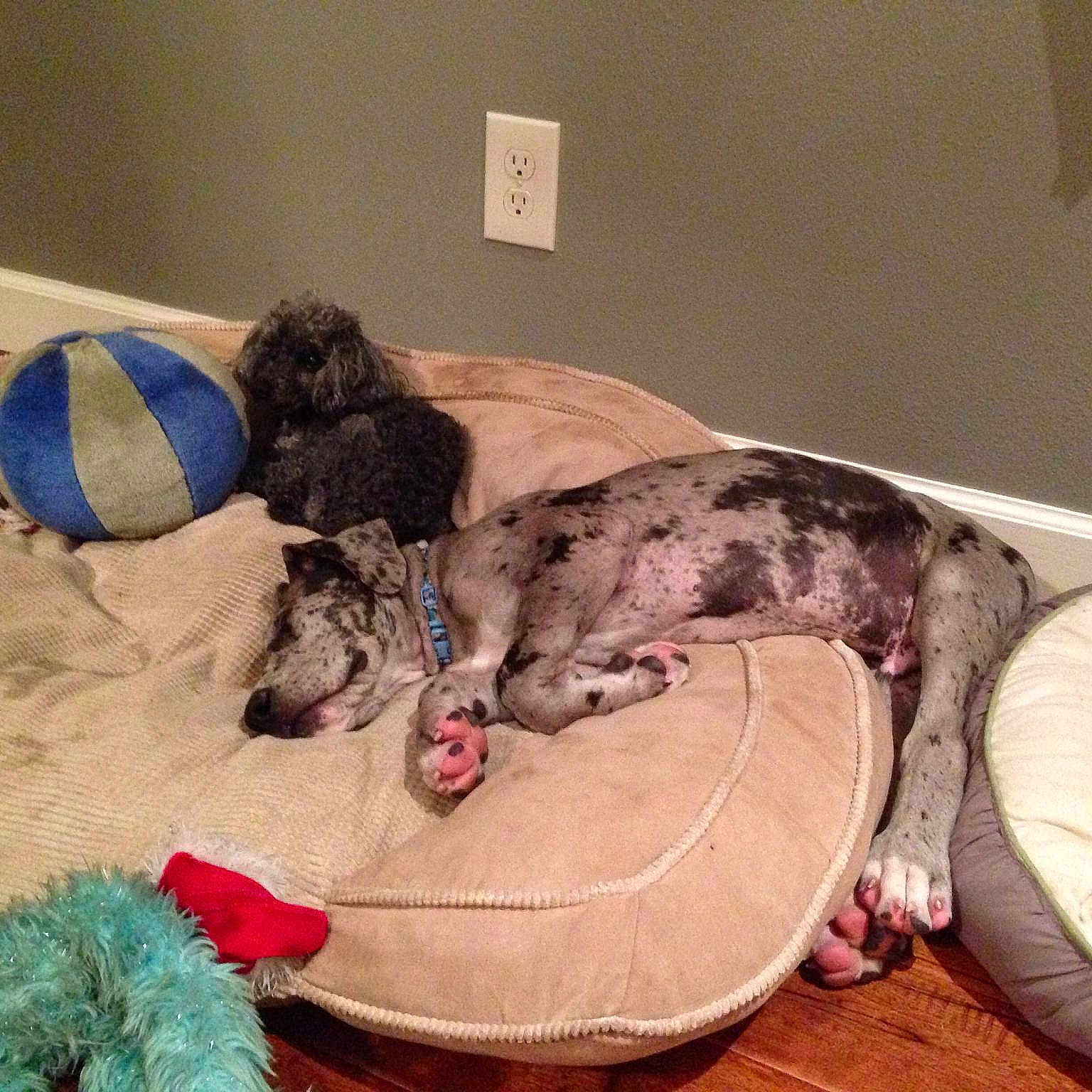 Ranger joined the competition — help win amazing prizes!