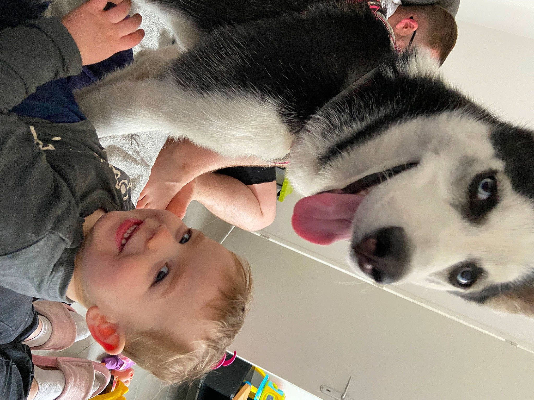 Raphaël participe au concours pour gagner de l'argent avec cette photo : baby, canidae, canis, carnivore, child, companion_dog, dog, dog_breed, fawn, fun, fur, happy, jaw, joy, nose, paw, person, siberian_husky, sled_dog, snout