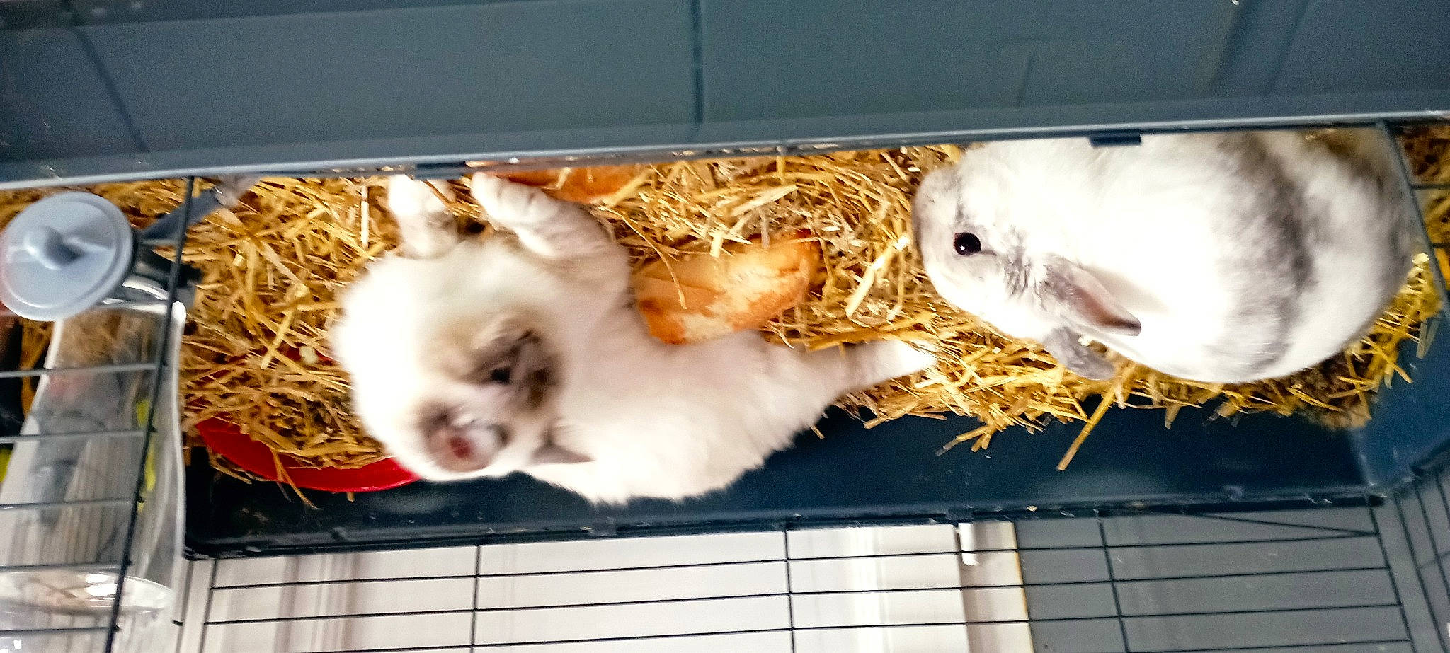 Lolita a rejoint le concours — aidez-le/la à gagner de superbes lots ! animal_shelter, bird, cage, canidae, carnivore, cat, companion_dog, dog_breed, fawn, felidae, fur, paw, pet_supply, rabbit, rabbits_and_hares, small_to_medium_sized_cats, snout, sporting_group, tail, whiskers