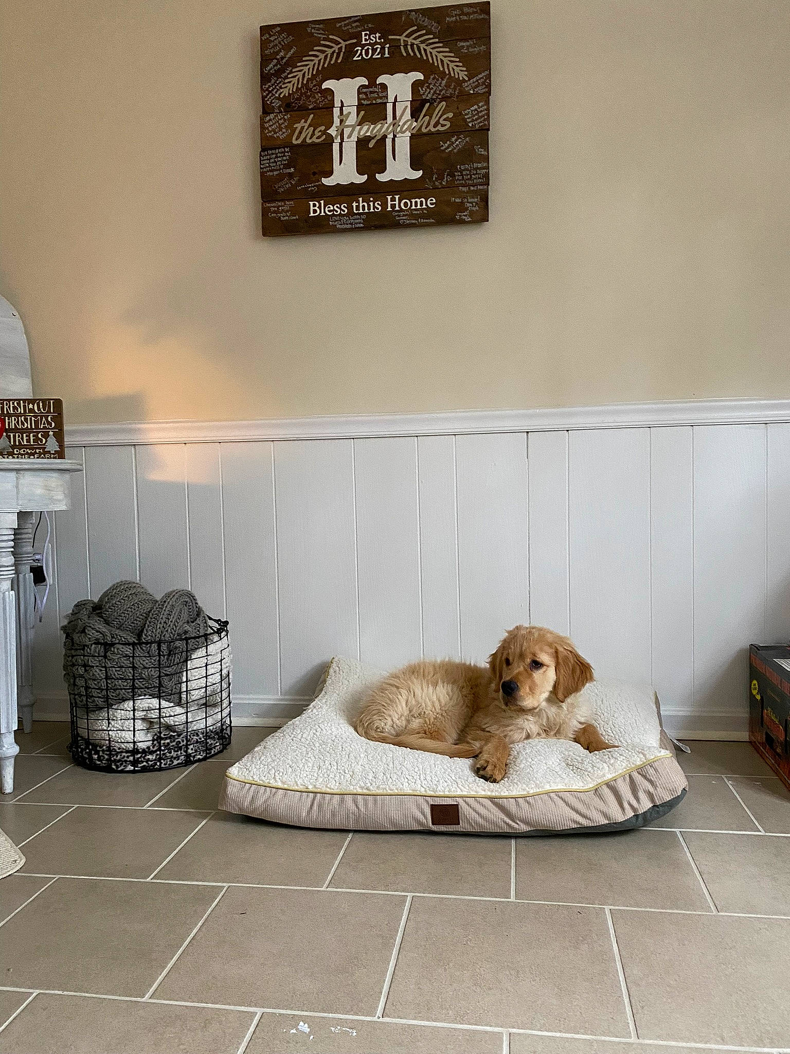 Whiskey joined the competition — help win amazing prizes! art, carnivore, ceiling, comfort, companion_dog, cross, dog, dog_breed, floor, flooring, grey, hardwood, house, interior_design, linens, liver, picture_frame, rectangle, room, wood