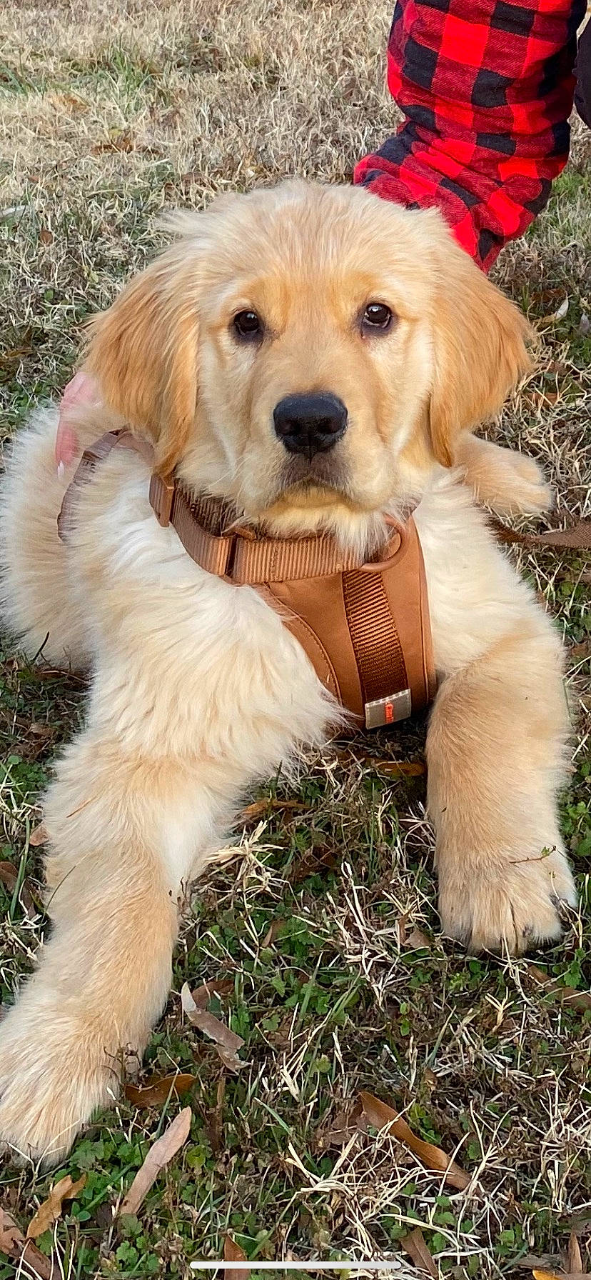 Whiskey joined the competition — help win amazing prizes! canidae, carnivore, collar, companion_dog, dog, dog_breed, dog_collar, fashion_accessory, fawn, fur, grass, gun_dog, labrador_retriever, leash, plant, puppy, snout, sporting_group, tail, working_animal