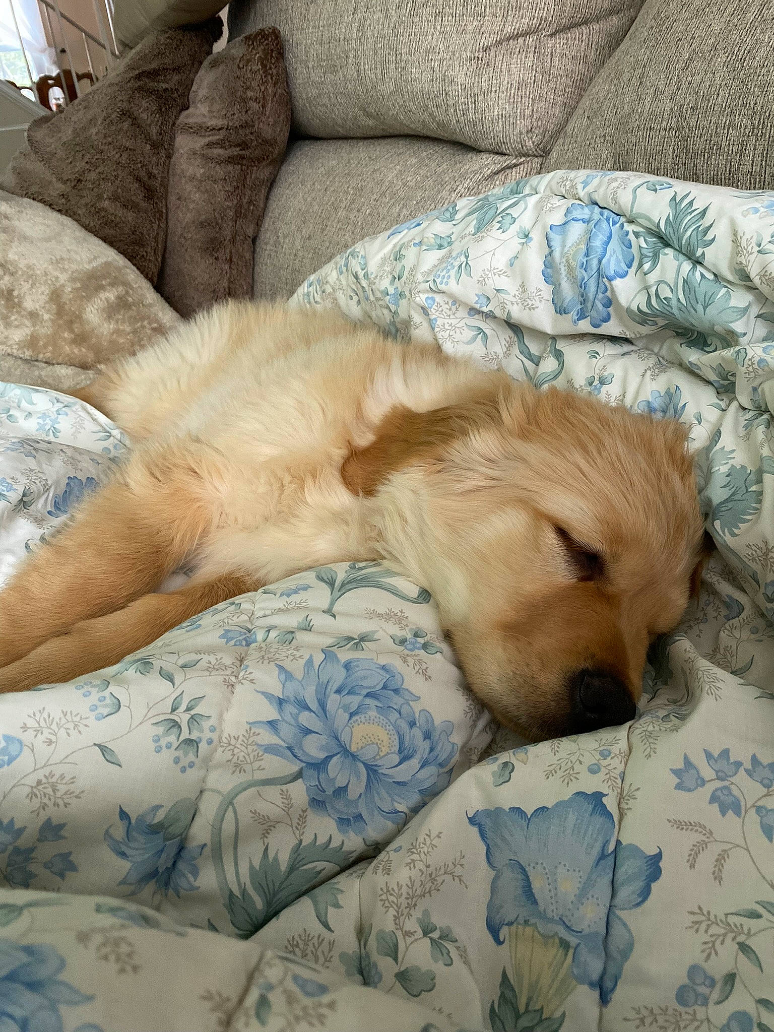 Whiskey is registered to the contest to win money with this photo: bedding, bedtime, canidae, carnivore, comfort, companion_dog, couch, dog, dog_breed, duvet, fawn, fur, linens, retriever, snout, sporting_group, tail, whiskers, wood, working_animal