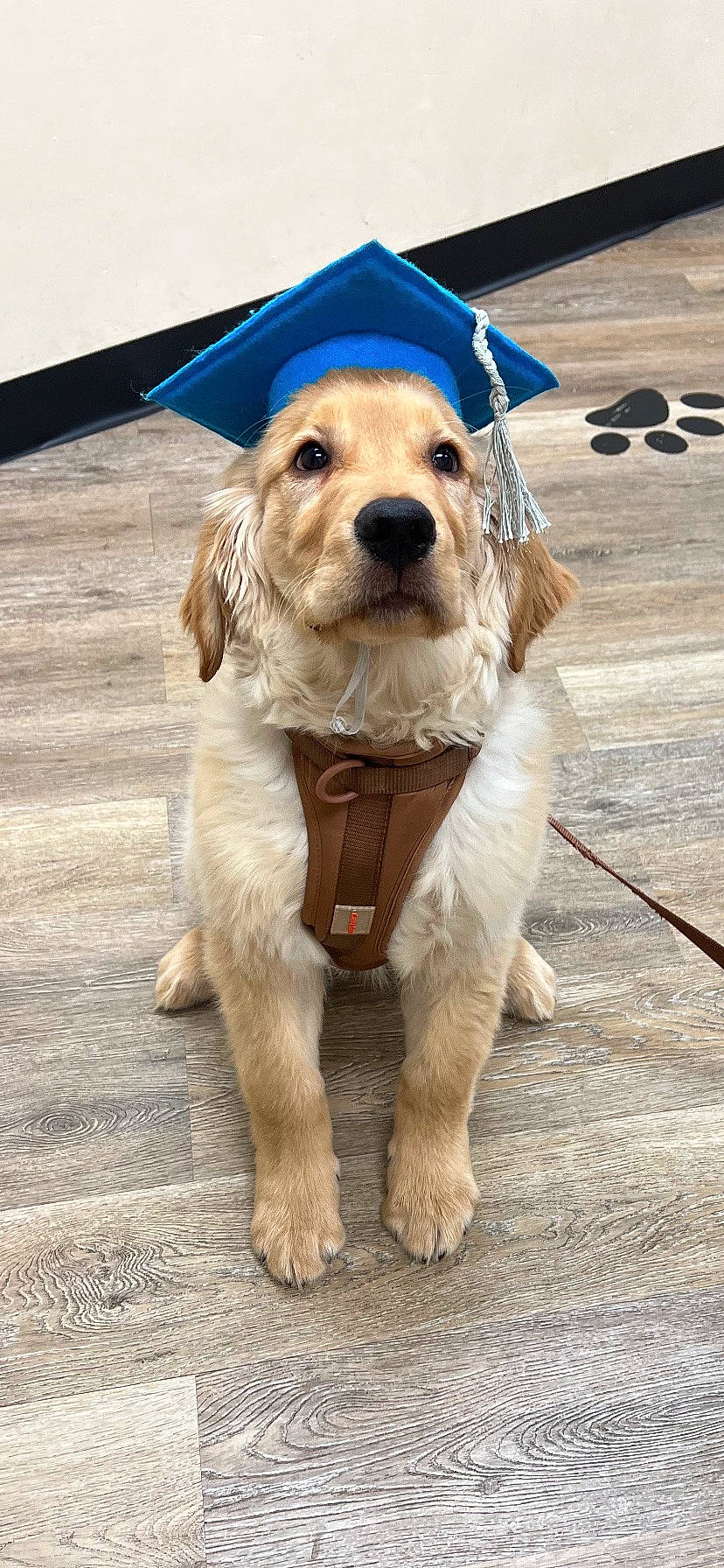 Whiskey joined the competition — help win amazing prizes! carnivore, collar, companion_dog, dog, dog_breed, dog_clothes, dog_collar, dog_supply, fashion_accessory, fawn, fur, hat, leash, pet_supply, smile, snout, sporting_group, whiskers, wood, working_animal