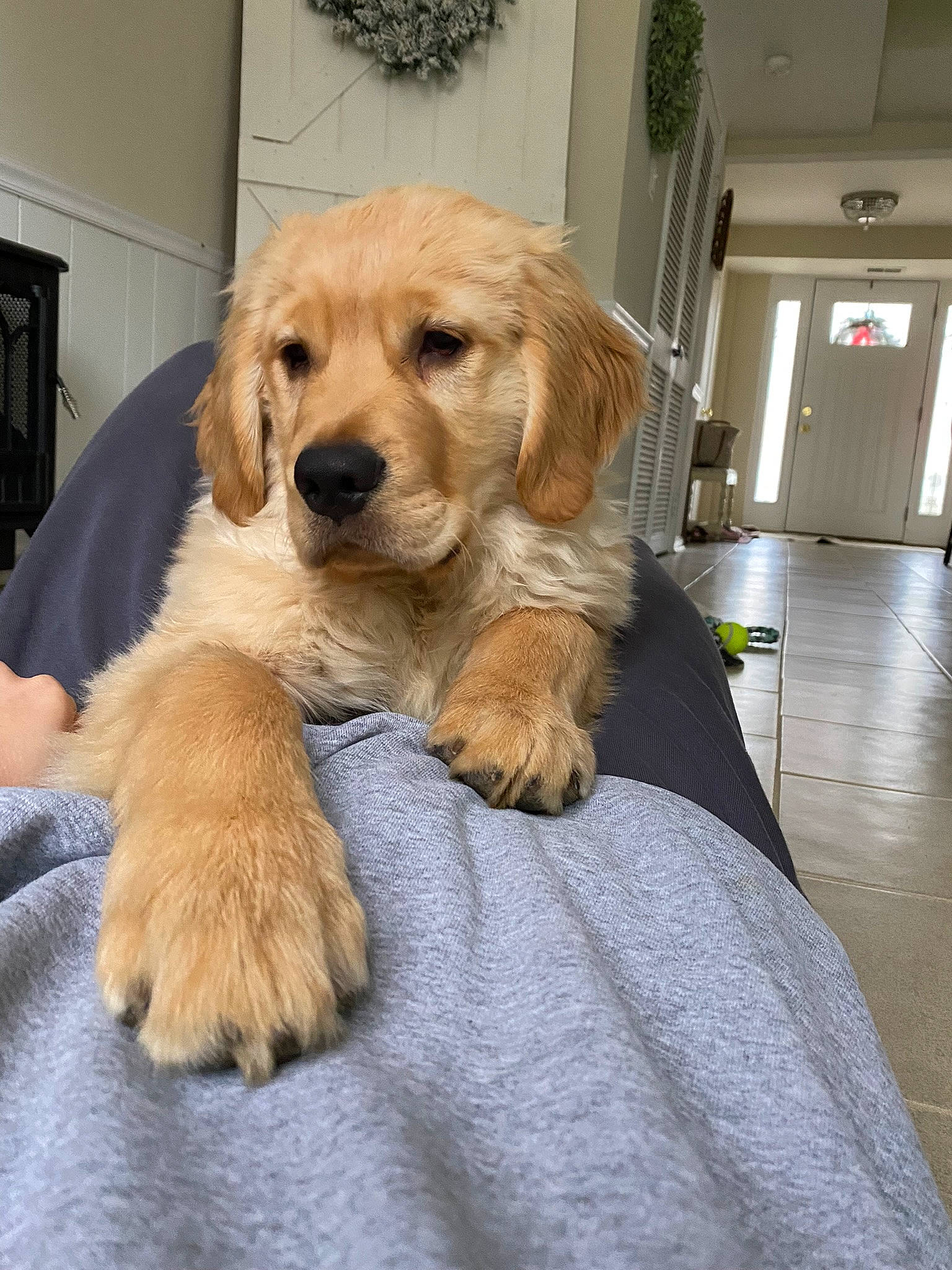Whiskey is registered to the contest to win money with this photo: canidae, carnivore, comfort, companion_dog, dog, dog_breed, door, fawn, flooring, fur, golden_retriever, paw, retriever, sporting_group, working_animal