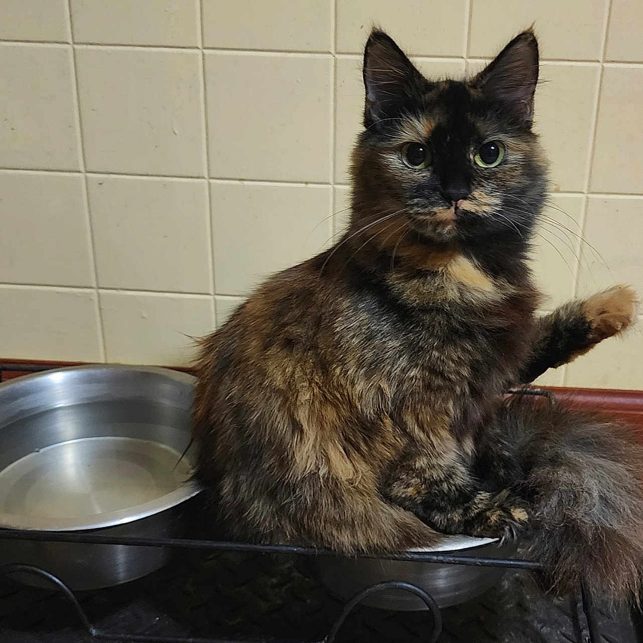 Btownie is registered to the contest to win money with this photo: animal, bowl, cat, curious, cute, domestic_cat, feline, floor, fur, indoor, kitchen, metal_bowl, paw, pet, raised_paw, sitting, tile_wall, tortoiseshell, water, whiskers