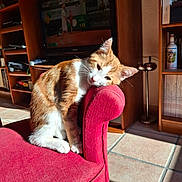 Simba a rejoint le concours — aidez-le/la à gagner de superbes lots ! cat, orange_cat, white_cat, chair, red_chair, sunlight, indoor, living_room, television, tennis, wooden_shelves, floor_tiles, pet, feline, resting, cute, cozy, home, relaxed, daylight