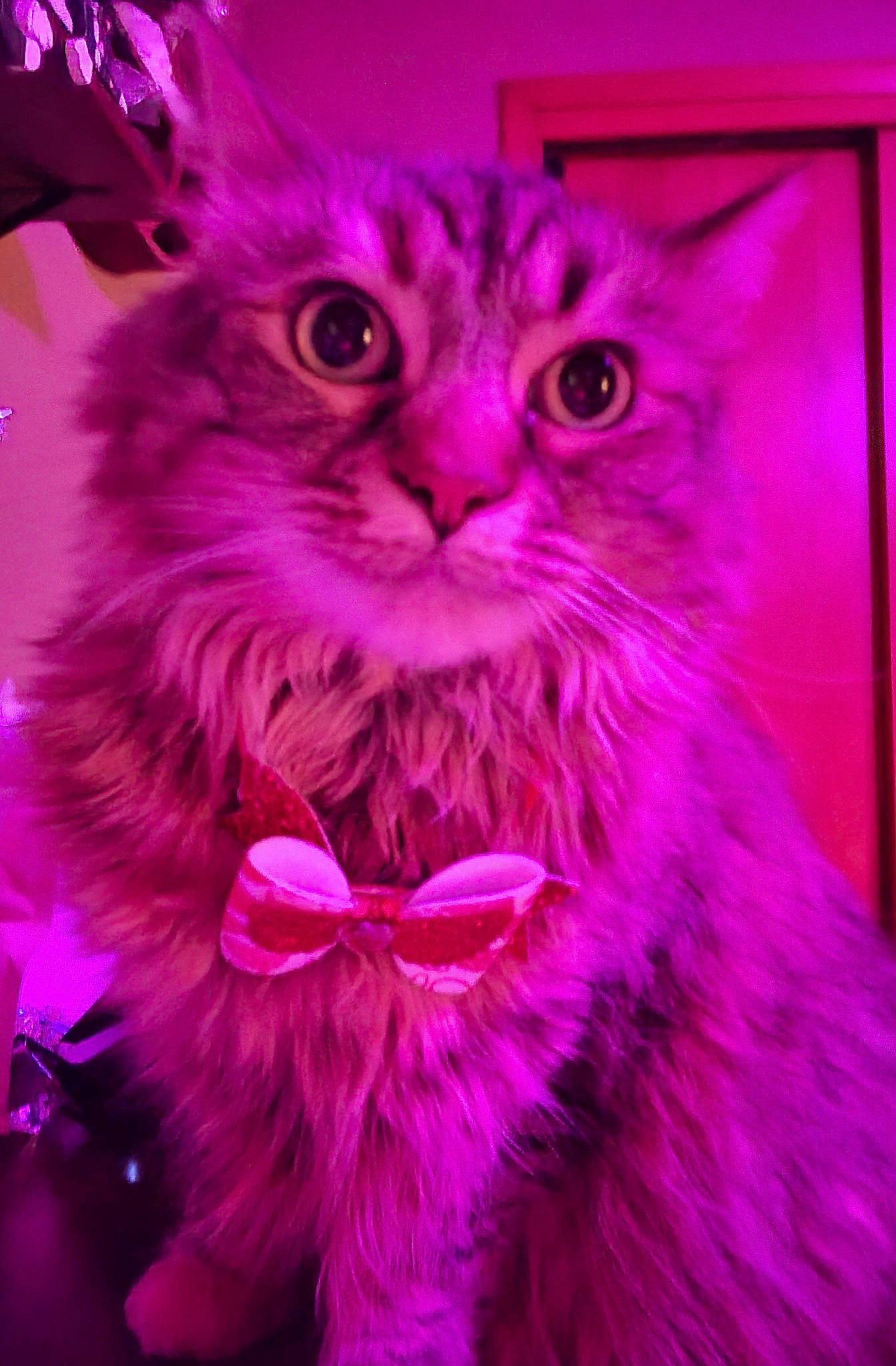 Eowyn joined the competition — help win amazing prizes! art, carnivore, cat, electric_blue, event, felidae, fur, graphics, magenta, mammal, organism, pattern, pink, plant, purple, rectangle, small_to_medium_sized_cats, snout, violet, whiskers