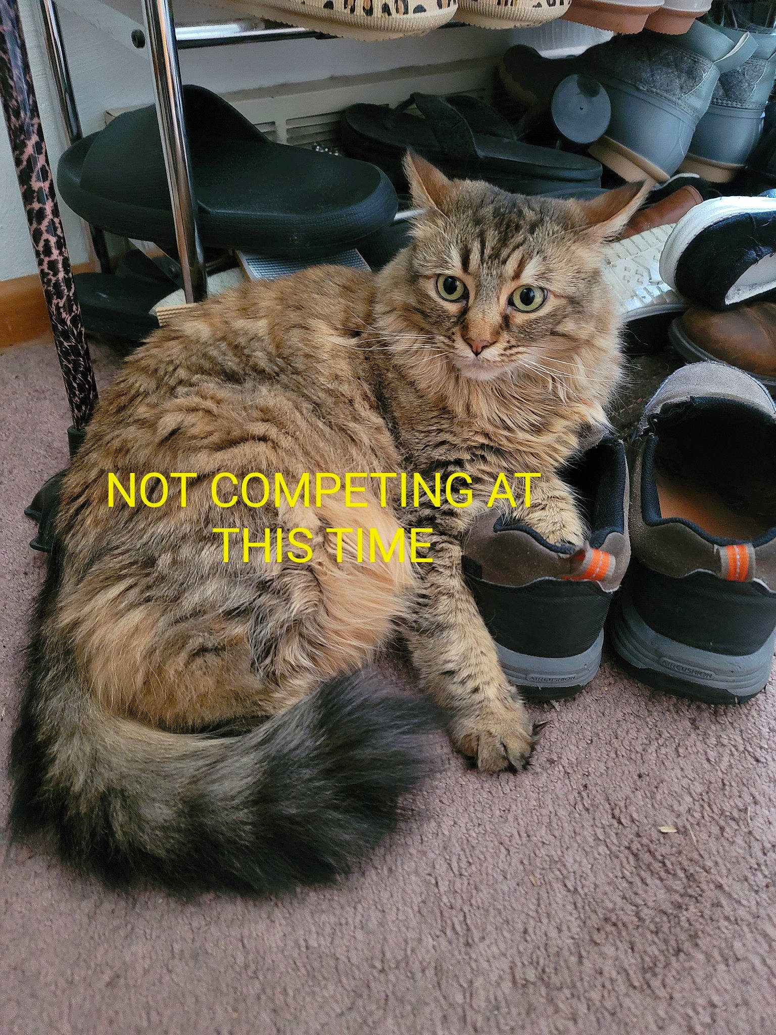 Eowyn joined the competition — help win amazing prizes! box, carnivore, cat, cat_supply, claw, comfort, domestic_short_haired_cat, felidae, fur, mammal, paw, sitting, small_to_medium_sized_cats, snout, tail, terrestrial_animal, whiskers