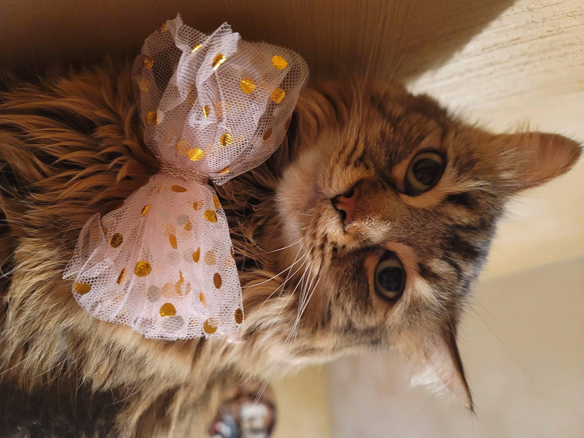 Eowyn joined the competition — help win amazing prizes! carnivore, cat, claw, domestic_short_haired_cat, event, fawn, felidae, fur, paw, plant, small_to_medium_sized_cats, snout, terrestrial_animal, whiskers