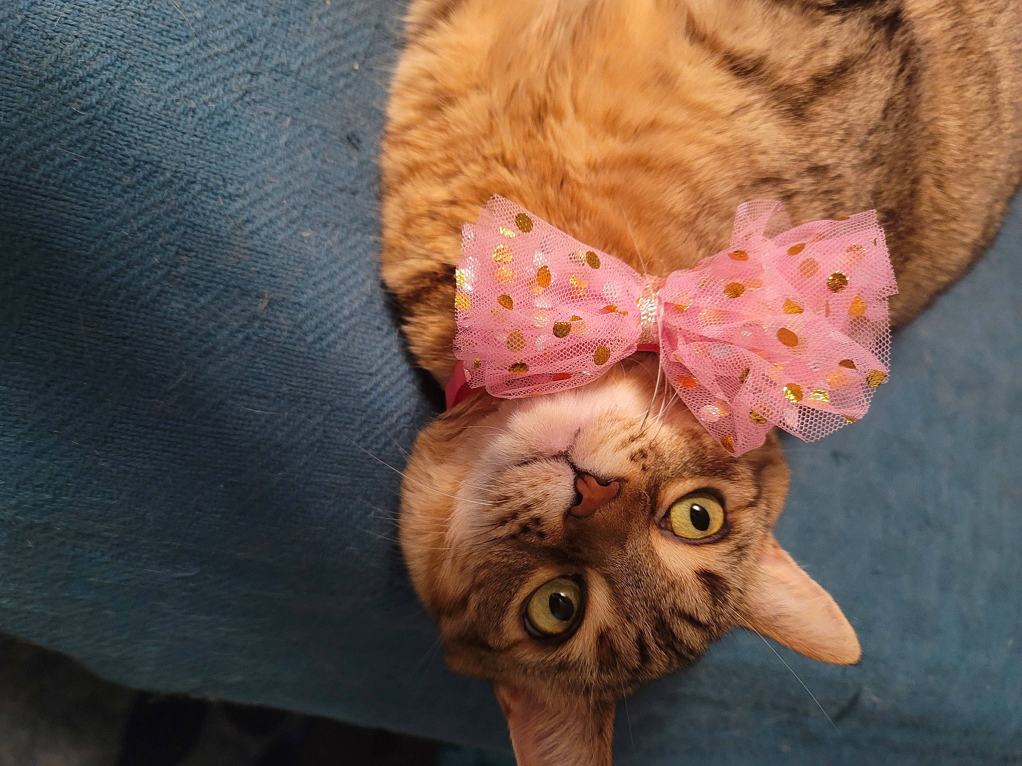 Rosie is registered to the contest to win money with this photo: baby_toddler_clothing, button, carnivore, cat, collar, domestic_short_haired_cat, fashion_accessory, fawn, felidae, flower, fur, pattern, peach, sleeve, small_to_medium_sized_cats, snout, stuffed_toy, tail, whiskers, wool