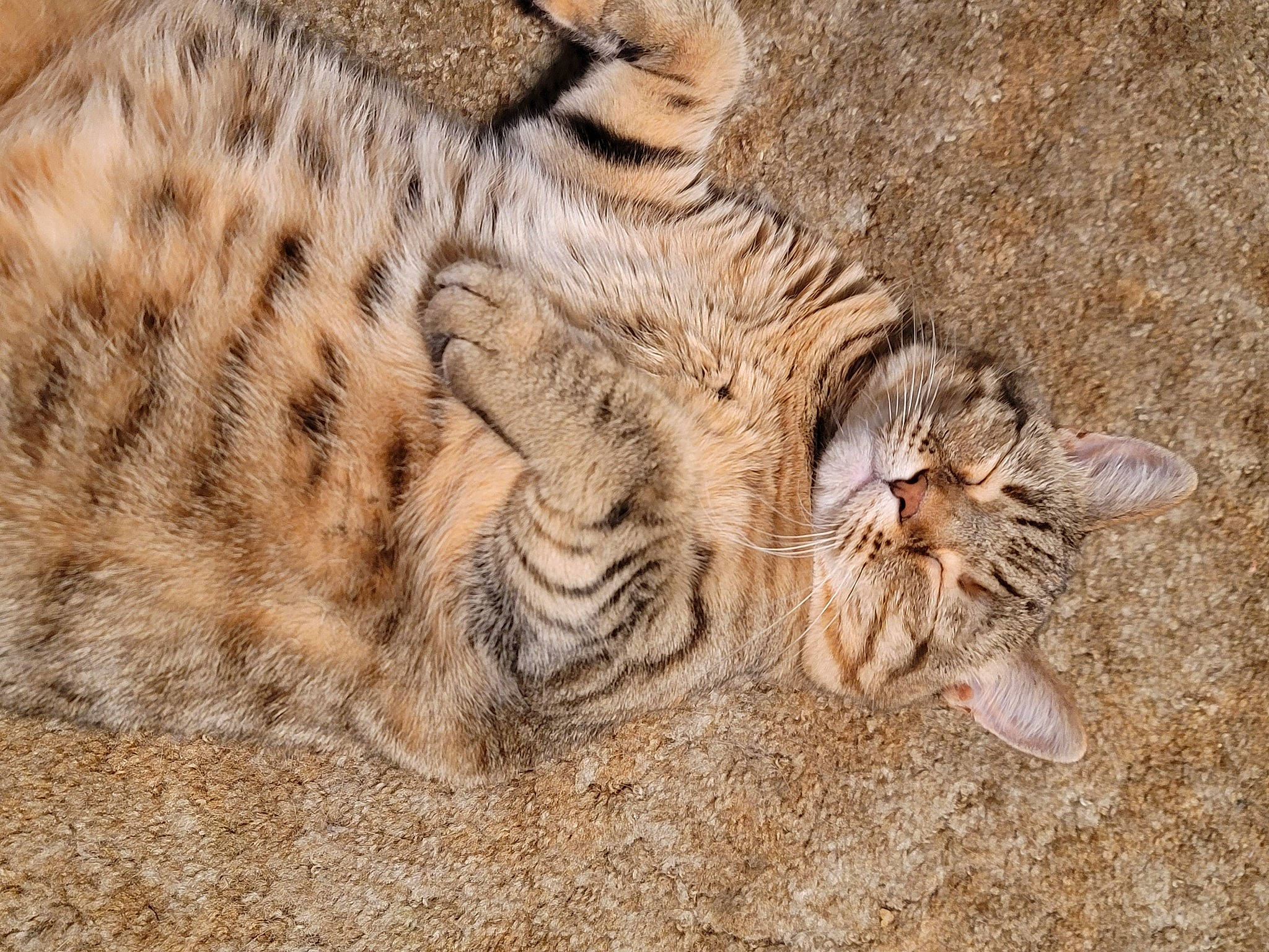 Rosie joined the competition — help win amazing prizes! big_cats, carnivore, claw, eye, fawn, felidae, fur, organism, pattern, paw, safari, siberian_tiger, small_to_medium_sized_cats, snout, soil, tail, terrestrial_animal, whiskers, wildlife, zoo