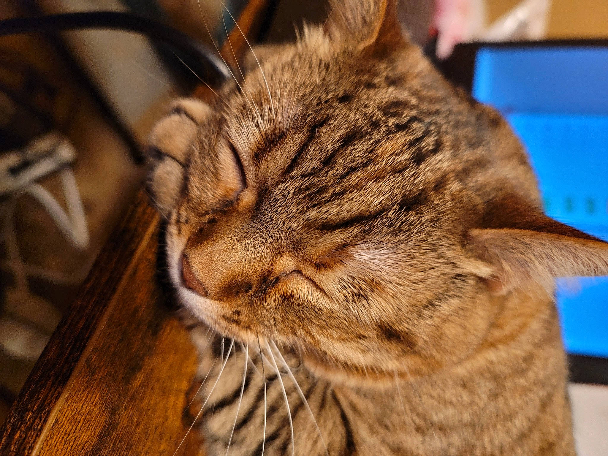 Rosie joined the competition — help win amazing prizes! carnivore, cat, domestic_short_haired_cat, ear, fawn, felidae, fur, hardwood, paw, small_to_medium_sized_cats, snout, terrestrial_animal, whiskers, wildlife, wood