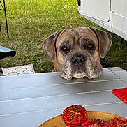 Bébé Paco a rejoint le concours — aidez-le/la à gagner de superbes lots ! dog, outdoor, table, plate, food, tomato, picnic, camper, grass, waiting, pet, animal, summer, garden, closeup, brown_dog, resting, curious, nature, leisure