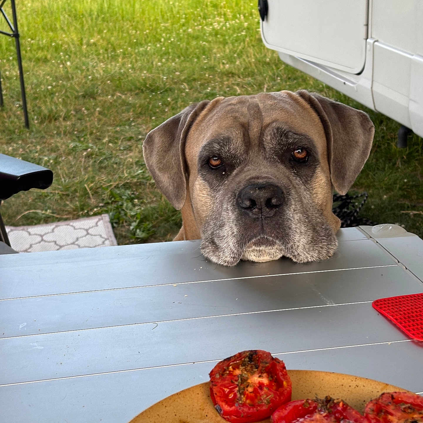 Bébé Paco a rejoint le concours — aidez-le/la à gagner de superbes lots ! animal, brown_dog, camper, closeup, curious, dog, food, garden, grass, leisure, nature, outdoor, pet, picnic, plate, resting, summer, table, tomato, waiting