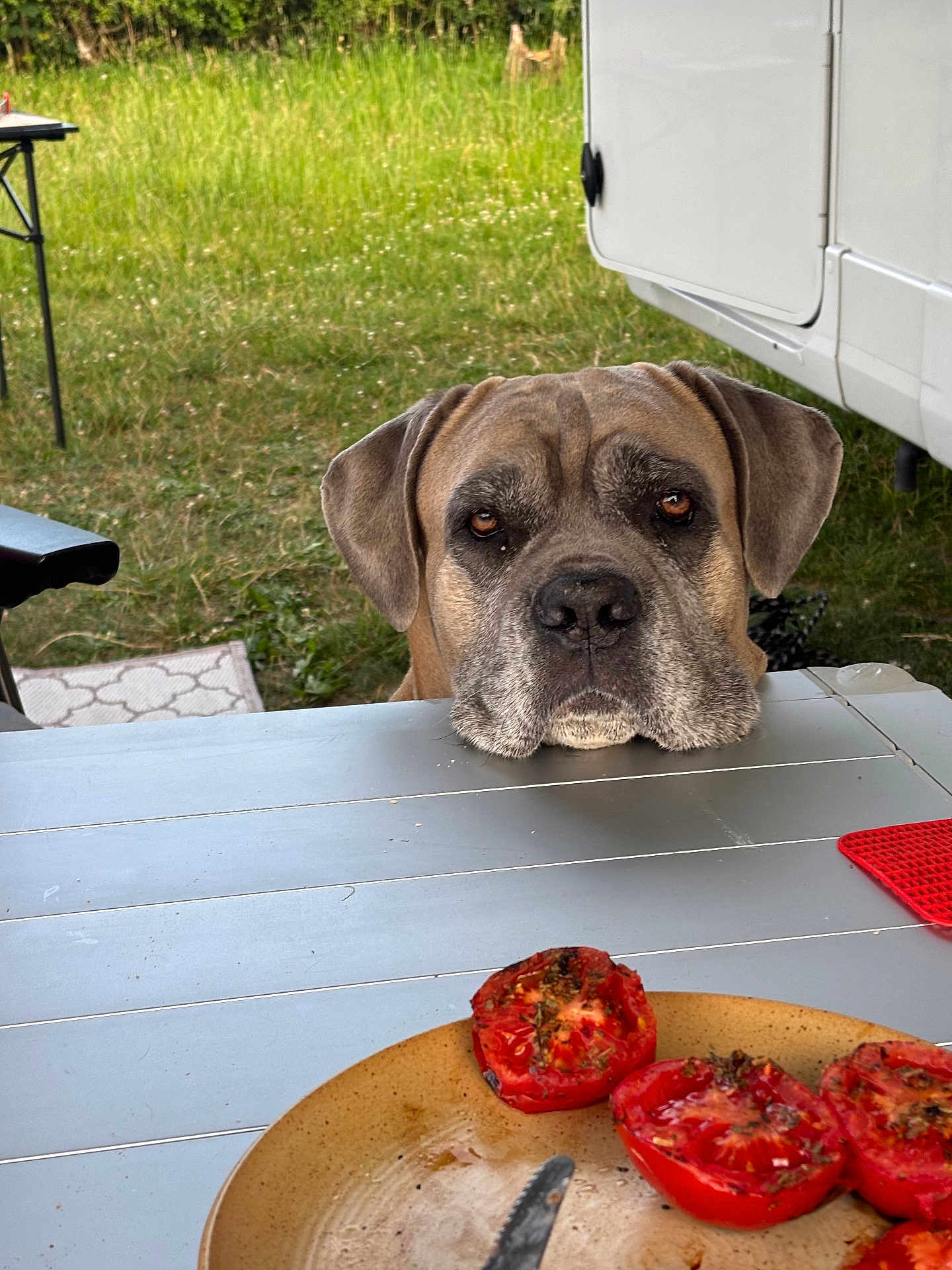Bébé Paco a rejoint le concours — aidez-le/la à gagner de superbes lots ! dog, outdoor, table, plate, food, tomato, picnic, camper, grass, waiting, pet, animal, summer, garden, closeup, brown_dog, resting, curious, nature, leisure
