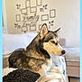dog, husky, pet, indoor, couch, wall_decal, family, decor, fur, animal, side_view, relaxed, cozy, living_room, blanket, pillow, home, portrait, domestic_animal, canine