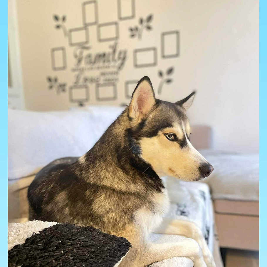 Taïga participe au concours pour gagner de l'argent avec cette photo : animal, blanket, canine, couch, cozy, decor, dog, domestic_animal, family, fur, home, husky, indoor, living_room, pet, pillow, portrait, relaxed, side_view, wall_decal