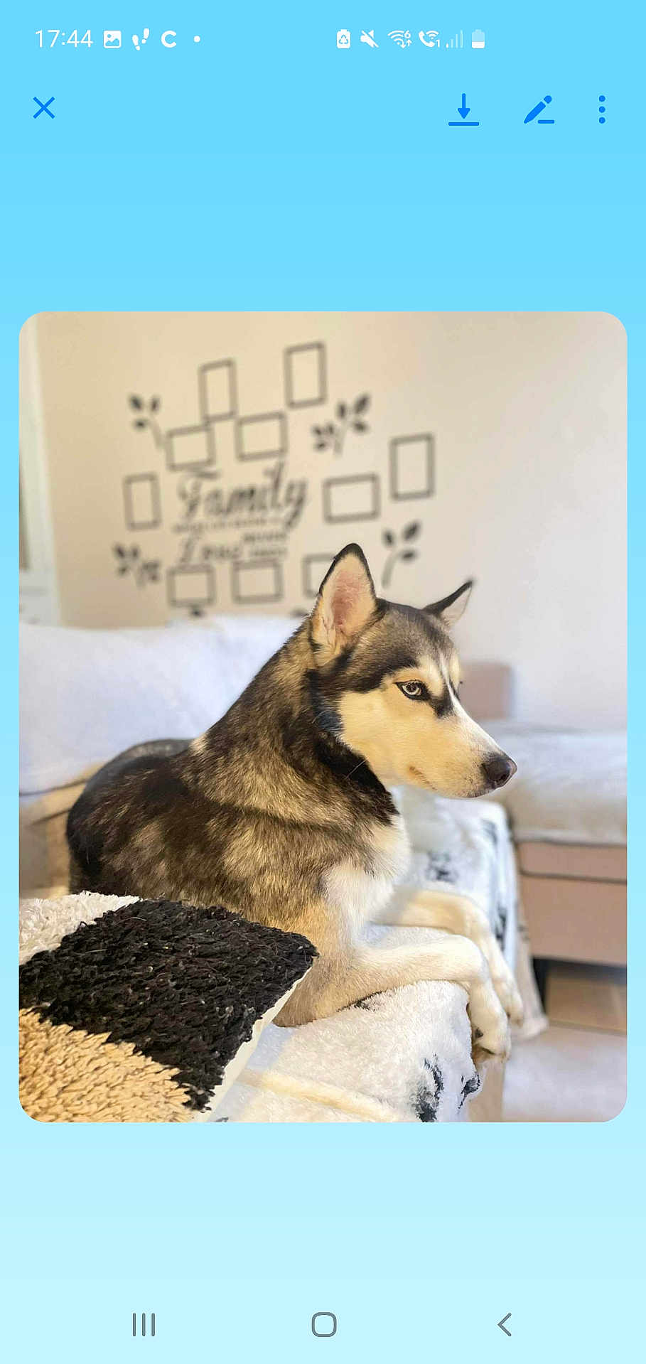Taïga participe au concours pour gagner de l'argent avec cette photo : dog, husky, pet, indoor, couch, wall_decal, family, decor, fur, animal, side_view, relaxed, cozy, living_room, blanket, pillow, home, portrait, domestic_animal, canine