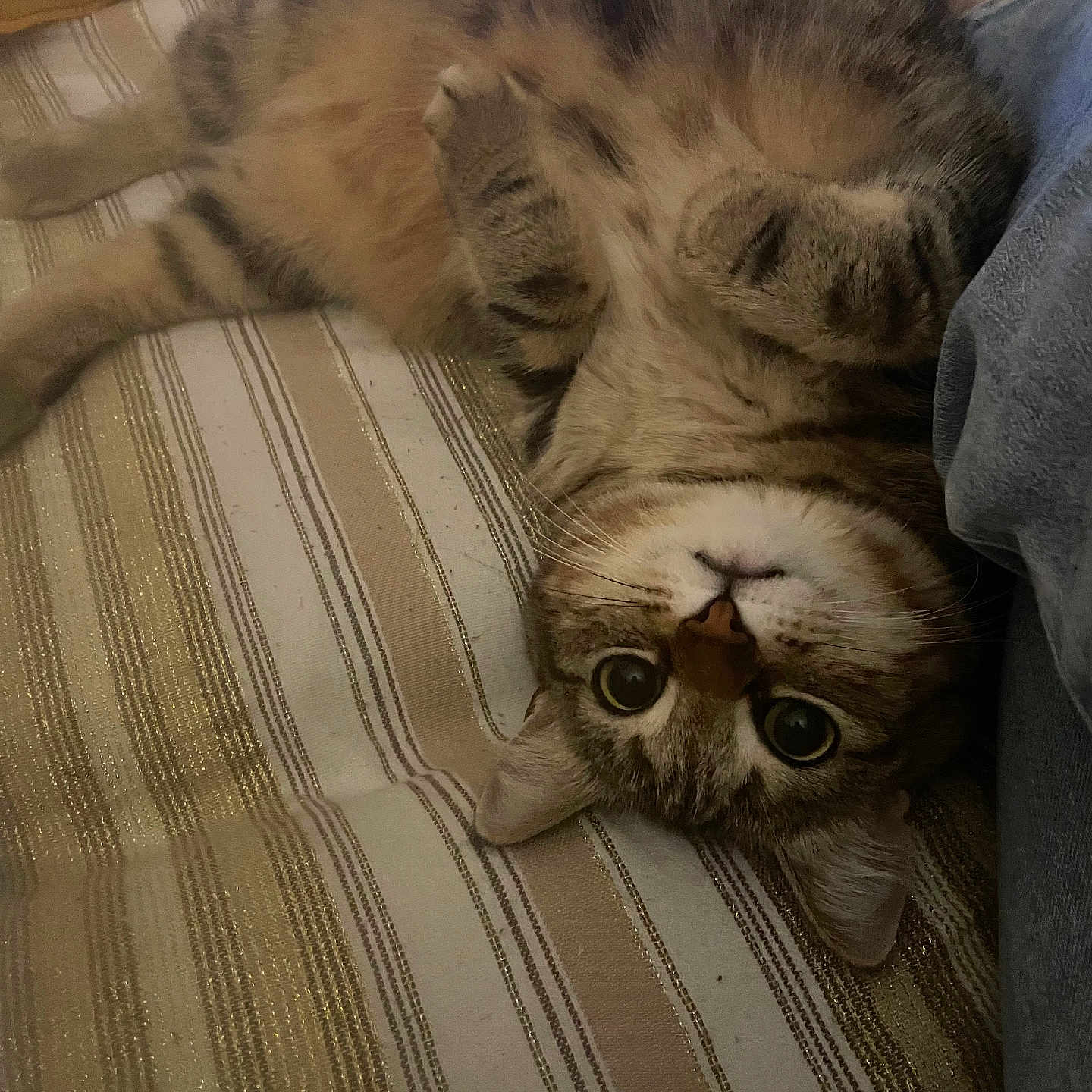 Minette a rejoint le concours — aidez-le/la à gagner de superbes lots ! abyssinian, animal, bed, bedroom, blanket, cat, chair, couch, cushion, egyptiancat, face, furniture, homedecor, indoors, kitten, manx, person, pet, room, sleeping