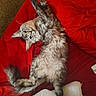 cat, gray_cat, fluffy_fur, lying_down, stretching, red_blanket, white_blanket, indoor, pet, relaxed, playful, whiskers, tail, fur, animal, cute, cozy, domestic, resting, soft