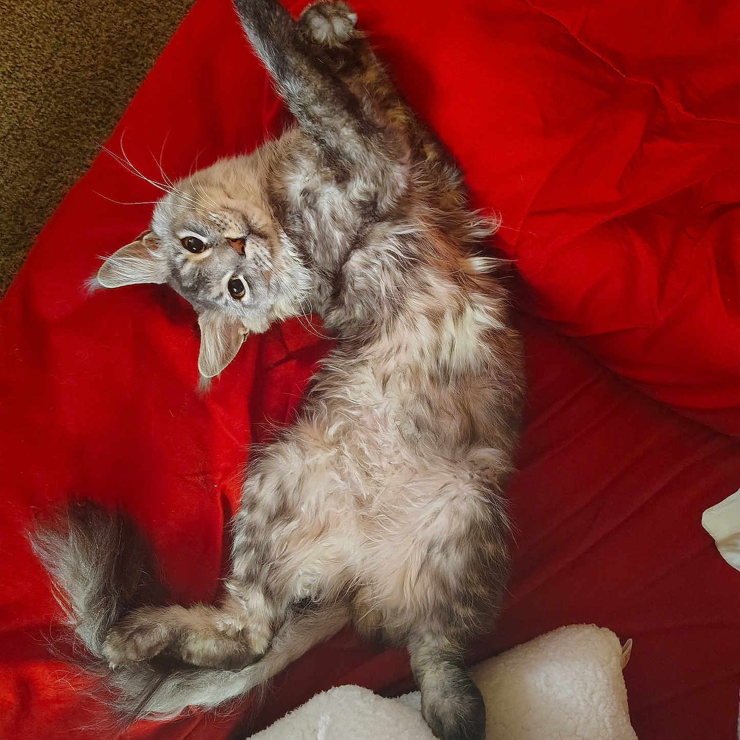Orbit is registered to the contest to win money with this photo: cat, gray_cat, fluffy_fur, lying_down, stretching, red_blanket, white_blanket, indoor, pet, relaxed, playful, whiskers, tail, fur, animal, cute, cozy, domestic, resting, soft
