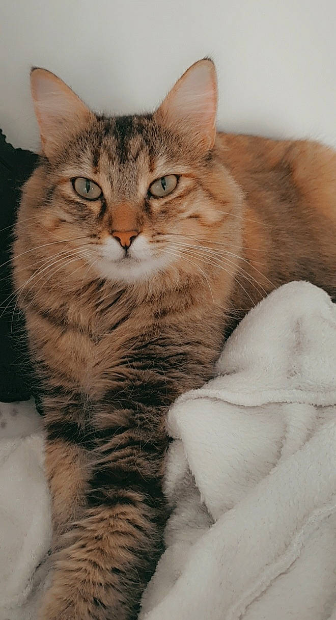 Opale participe au concours pour gagner de l'argent avec cette photo : aegean_cat, american_wirehair, asian, asian_semi_longhair, australian_mist, british_semi_longhair, carnivore, cat, domestic_long_haired_cat, domestic_short_haired_cat, dragon_li, european_shorthair, felidae, fur, mammal, siberian, small_to_medium_sized_cats, tabby_cat, vertebrate, whiskers