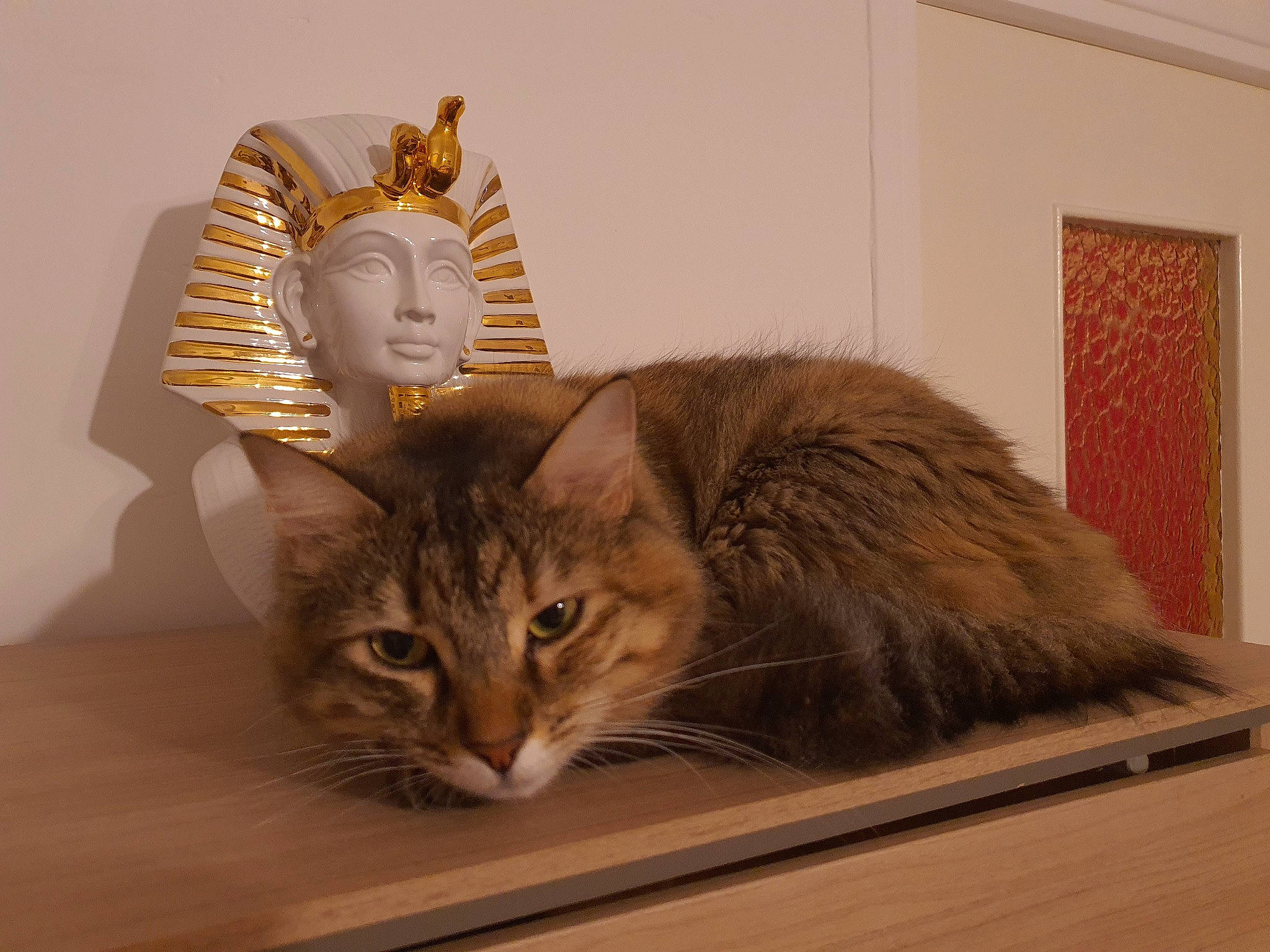 Opale participe au concours pour gagner de l'argent avec cette photo : american_curl, asian_semi_longhair, carnivore, cat, domestic_long_haired_cat, european_shorthair, fawn, felidae, fur, kurilian_bobtail, maine_coon, norwegian_forest_cat, ocicat, room, siberian, small_to_medium_sized_cats, somali, tabby_cat, tail, whiskers