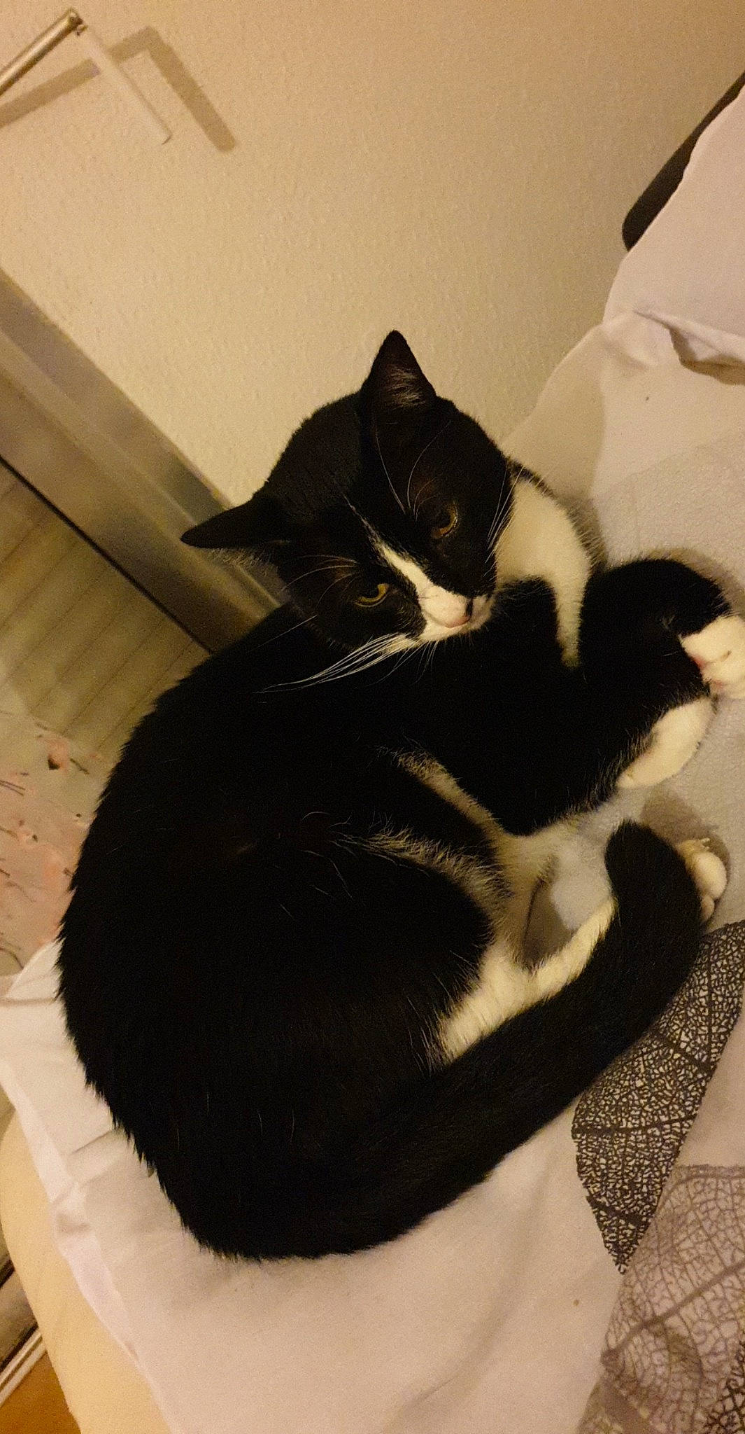 Isaac a rejoint le concours — aidez-le/la à gagner de superbes lots ! black, black_and_white, black_cat, carnivore, cat, domestic_short_haired_cat, ear, felidae, fur, kitten, small_to_medium_sized_cats, tail, whiskers