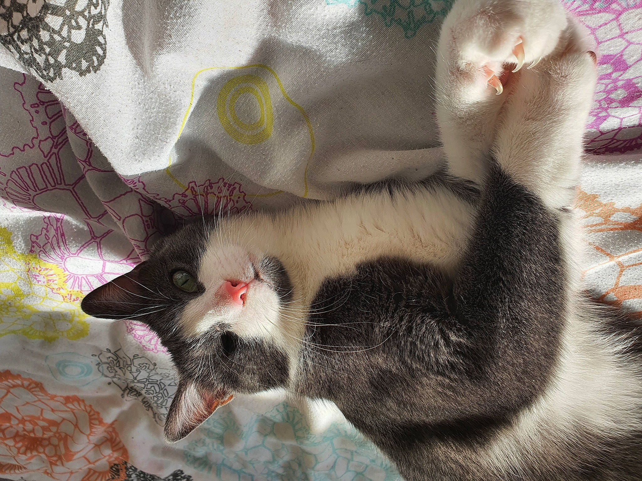 Albator a rejoint le concours — aidez-le/la à gagner de superbes lots ! asian, carnivore, cat, domestic_short_haired_cat, european_shorthair, felidae, fur, kitten, paw, polydactyl_cat, russian_blue, small_to_medium_sized_cats, snout, tail, whiskers